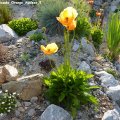 Papaver_nudicaule_Orange_Auslese_24.05.2012