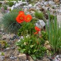 Papaver_nudicaule_rote_Auslese_06.05.2012_008