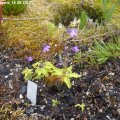 Pinguicula_vulgaris_18.05.2012