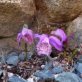 Pleione_limprichti_24.05.2012