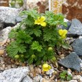 Potentilla_dickinsii_10.06.2012