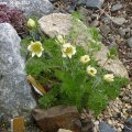 Pulsatilla_albana_06.05.2012_