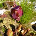 Sarracenia_purpurea_in_BlÃ¼te_16.06.2012