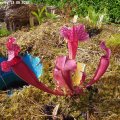 Sarracenia_putty_13.05.2012