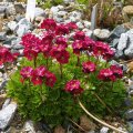 Saxifraga_arendsii_Roter_Zwerg_06.05.2012