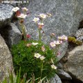 Saxifraga_x_arendsii_Ingeborg_06.05.2012