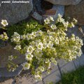 Saxifraga_x_arendsii_Schwefelbluete_24.05.2012