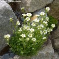 Saxifraga_x_arendsii__SchwefelblÃ¼te_06.05.2012