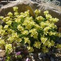 Saxifraga_x_webbrii_Pygmalion_28.04.2012