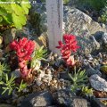 Sedum_Sempervivoides_in_Bluete_19.06.2012
