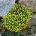Sedum_acre_28.04.2012