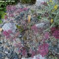 Sedum_cauticolum_02.09.2011