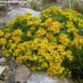 Sedum_floriferum_Weihenstephaner_Gold_02.06.2012