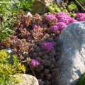 Sedum_pluricaule_14.08.2012