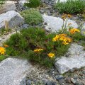Senecio_abrotanifolius_ssp.tyrolensis_09.06.2012