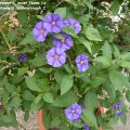 Solanum_rantonnetii,_neuer_Name_Lycianthes_rantonnetii_Enzianstrauch_27.05.2012