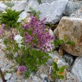 Syringa_meyeri_Palibin_18.05.2012