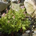 Tiarella_01.05.2012