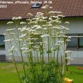 Valeriana_officinalis_Baldrian_09.06.2012
