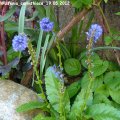 Wulfenia_carinthiaca_19.05.2012