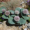 Allium_Karataviense_07.05.2011