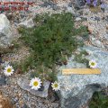 Anacyclus_pyrethrum_var._depressus_01.05.2011