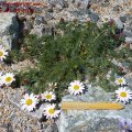 Anacyclus_pyrethrum_var._depressus_07.05.2011