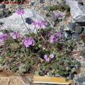 Androsace_watkinsii_01.05.2011