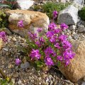 Arabis_22.04.2011_