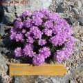 Armeria_Brno_24.04.2011_090