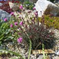 Armeria_rubra_07.05.2011