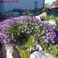Aubrieta_tauricola_09.04.2011
