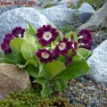 Auricula_alpina_22.04.2011