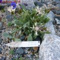 Centaurea_pindicola_13.05.2011