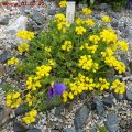 Coronilla_minima_01.05.2011