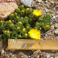 Delosperma_congestum_24.04.2011