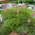 Dicentra_Eximia_&_Stuart_Boothman_22.04.2011