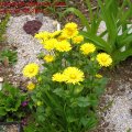 Doronicum_Orientale_Gemswurz_01.05.2011_