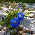 Gentiana_acaulis_22.04.2011