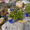 Gentiana_acaulis__Bodensee_22.04.2011_