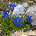 Gentiana_dinarica_hort._22.04.2011