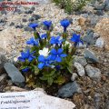 Gentiana_verna_Schusternagerl_01.05.2011