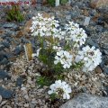 Iberis_saxatillis_22.04.2011