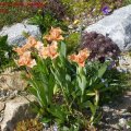 Iris_Barbata_nana_orange_07.05.2011_