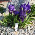 Iris_barbata_nana_Cyanea_.2011_097