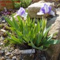 Iris_barbata_nana__Dunlin__24.04.2011