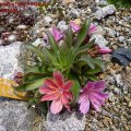 Lewisia_longipetala_Little_Plum__01.05.2011
