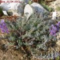 Linaria_alpina_22.04.2011