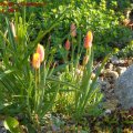 Mini_Wildtulpe__Clusiana_24.04.2011_067