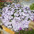 Phlox_Iceberg_07.05.2011